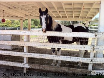 SEARCHING FOR HORSE Serenity SWF, Near Ocala, FL, 34476